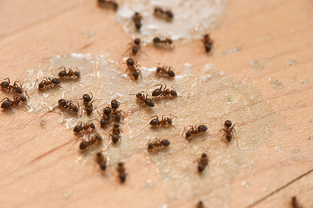 Flea Control Services in Sneedville, TN